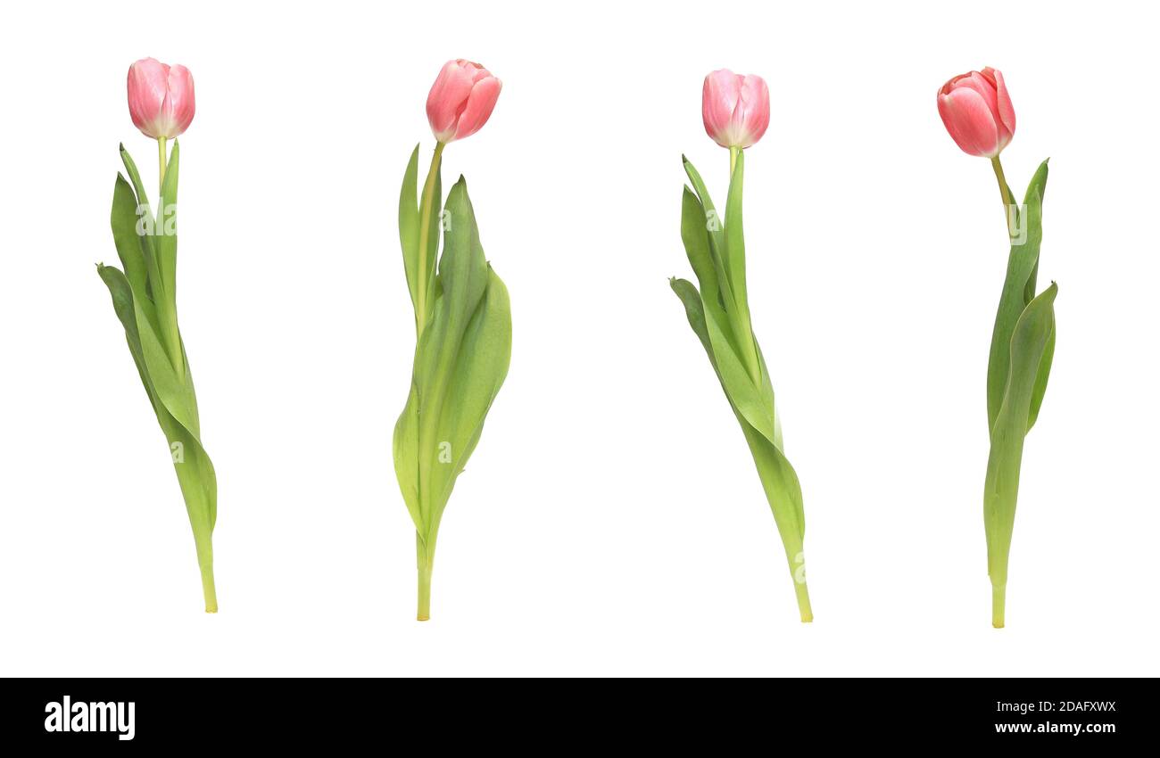 Pink tulips isolated on white background Stock Photo - Alamy