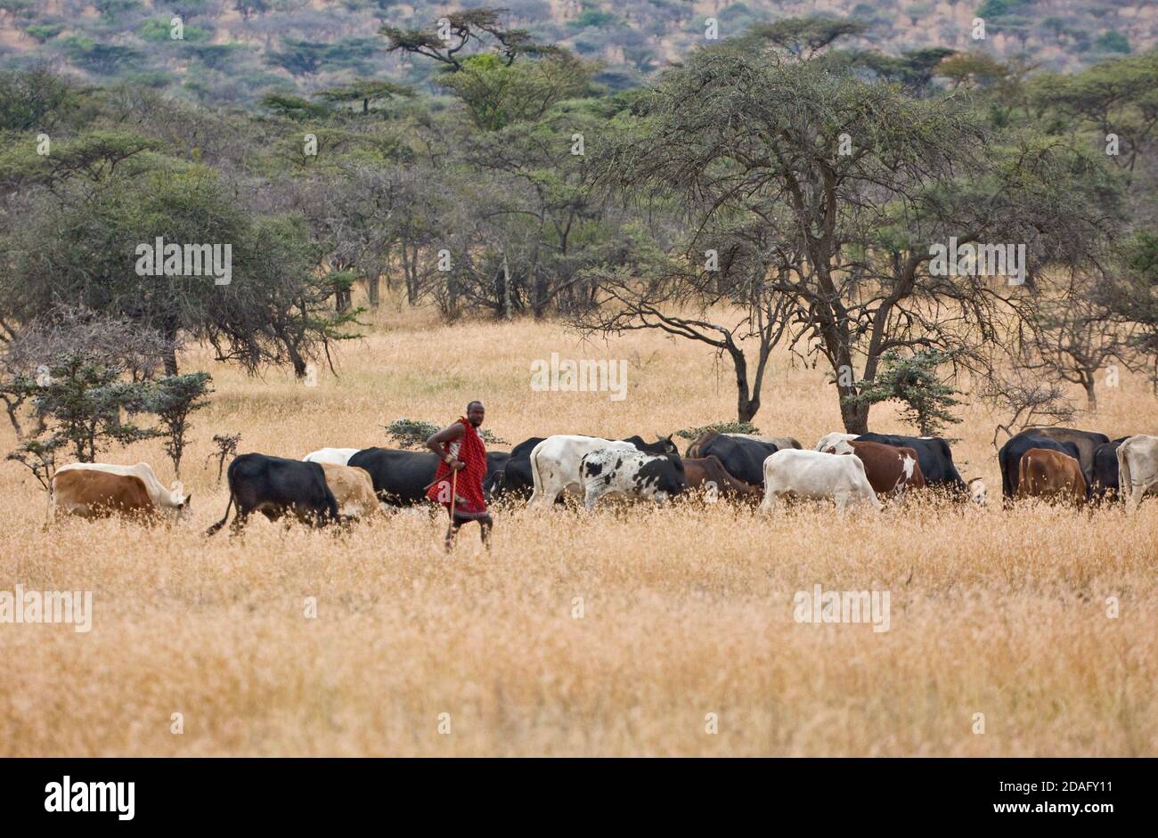 Masai Herding Cattle Kenya High Resolution Stock Photography and Images