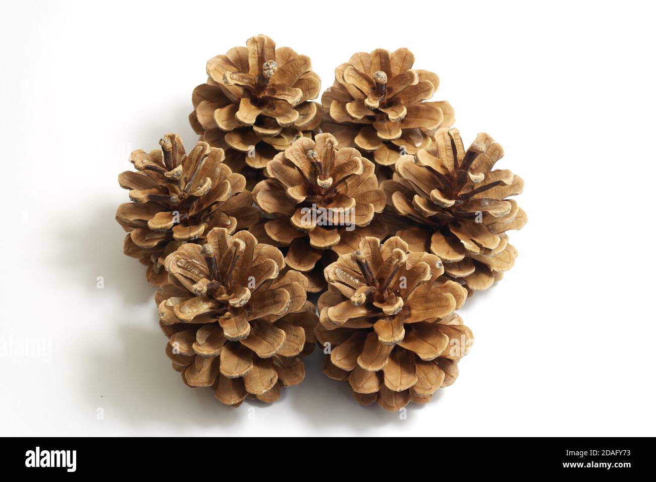 Pine cones on the white background Stock Photo