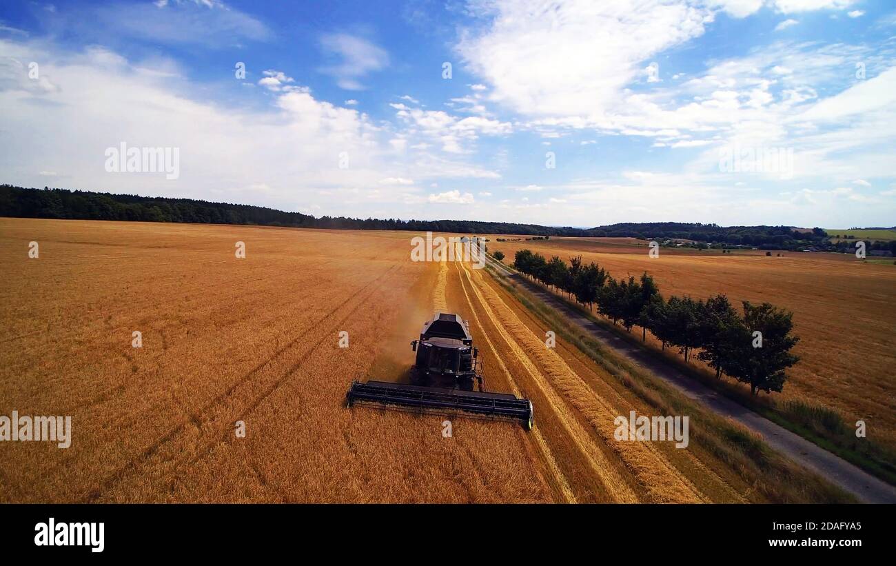 aerial view of Combine harvester machine, harvest wheat field in sunny ...
