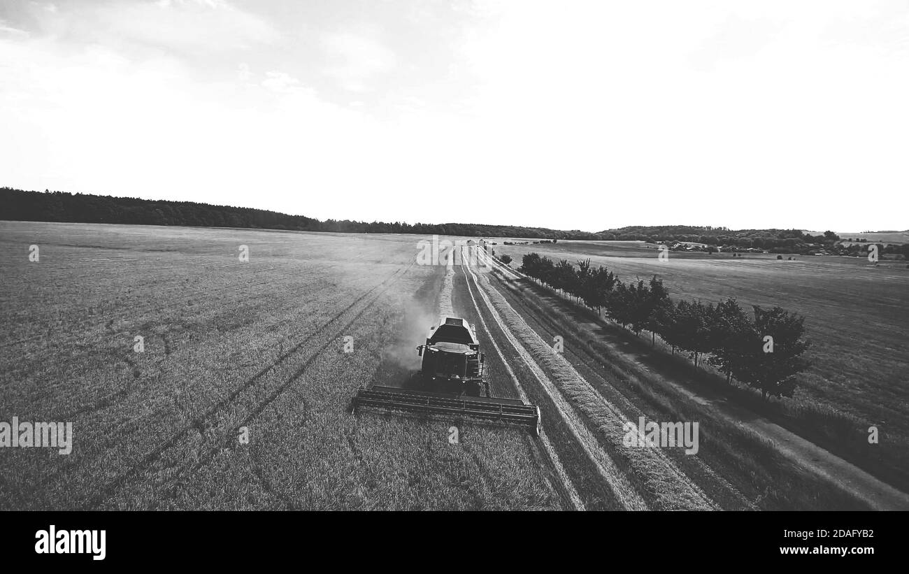 aerial view of Combine harvester machine, harvest wheat field in sunny summer day, black and white. Stock Photo