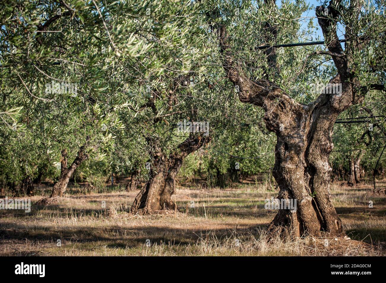 centenary olive trees in Italy Stock Photo
