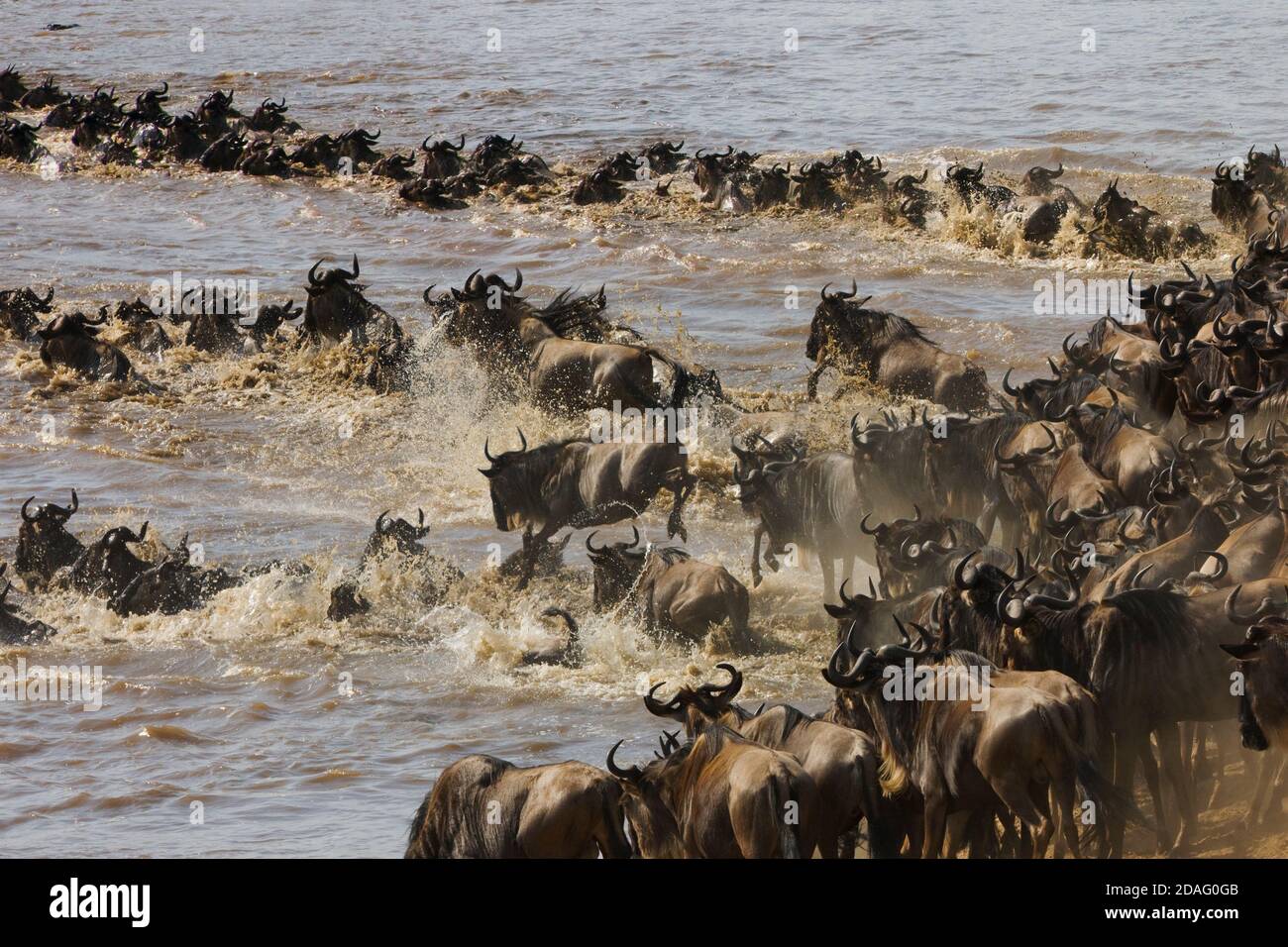 Wildebeest migration, crossing the Masai River, Masai Mara, Kenya Stock Photo