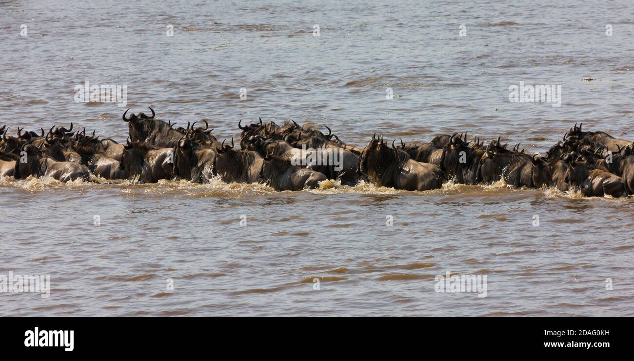 Wildebeest migration, crossing the Masai River, Masai Mara, Kenya Stock Photo