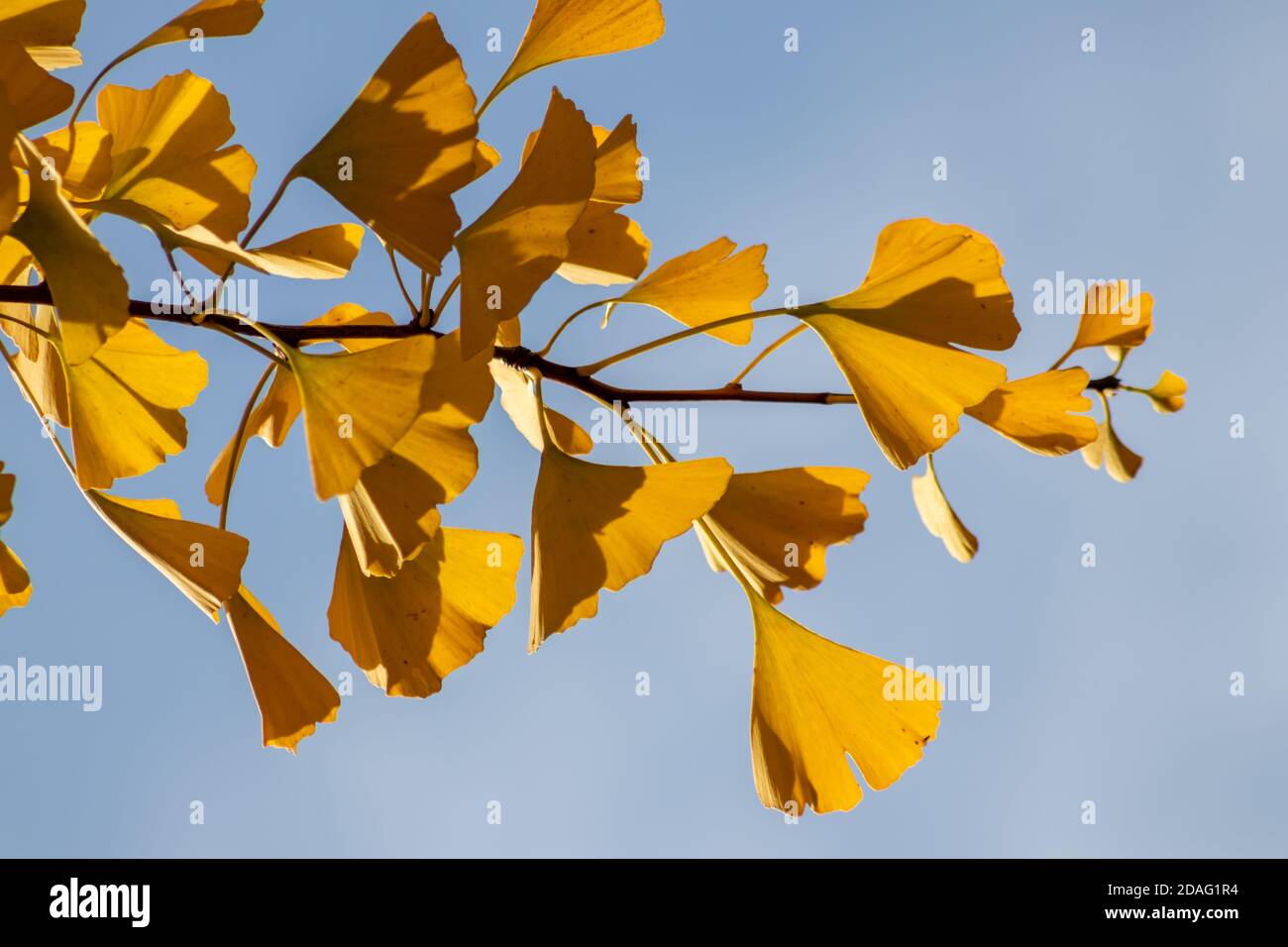 Gingko Leaf Example Gingko leaves hi-res stock photography and images - Alamy