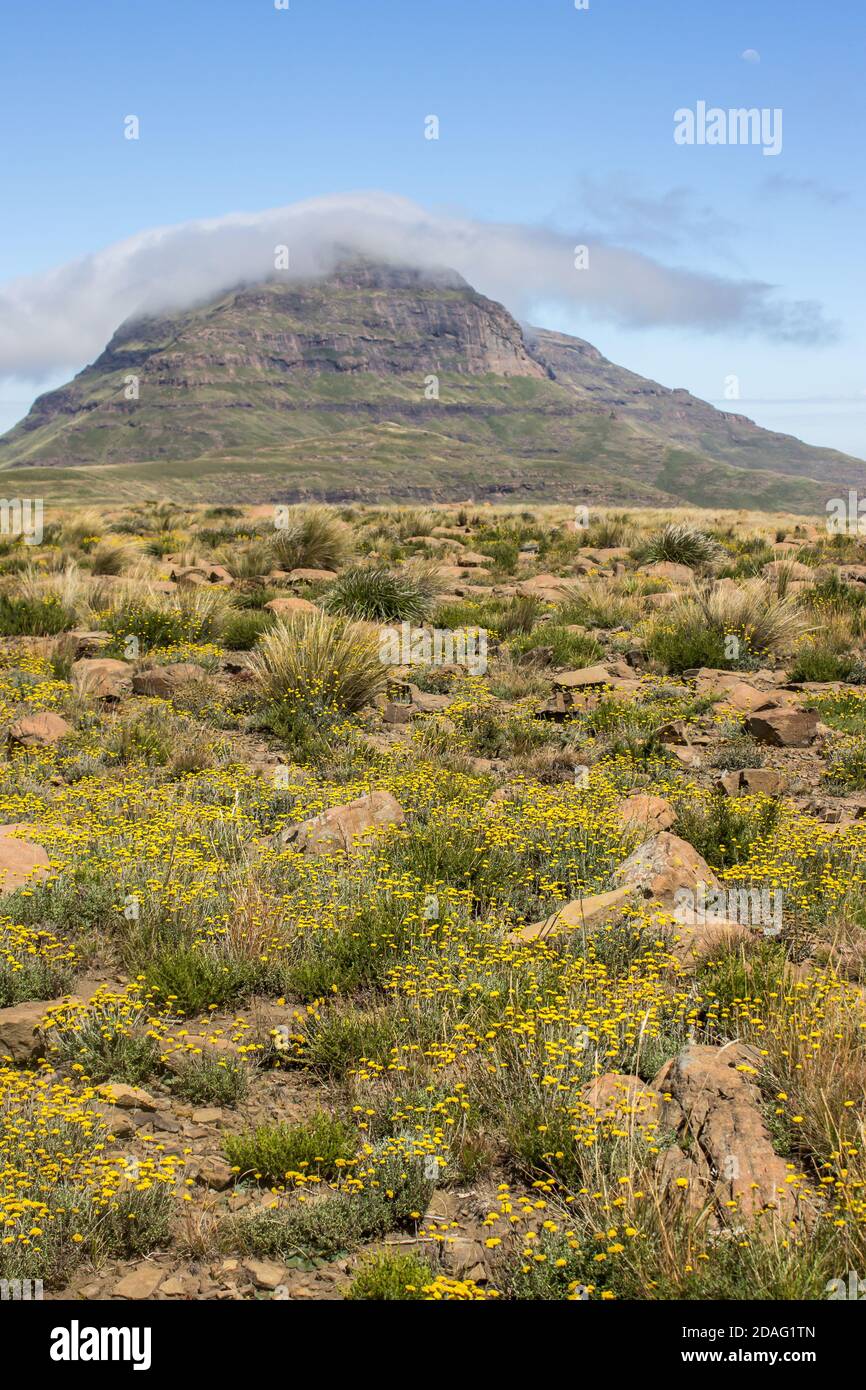 A boulder strewn plateau, covered in yellow wild flowes, with Ribbokskop Mountain Peak in the background, photographed in the Golden Gate Highlands Na Stock Photo