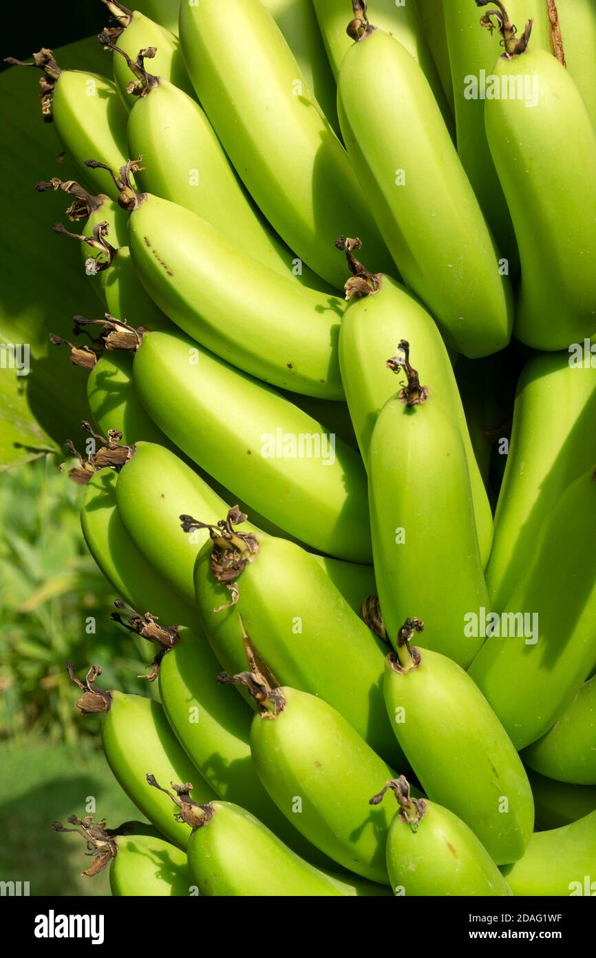 A branch of bananas on a palm tree under the sun. Fresh green bananas
