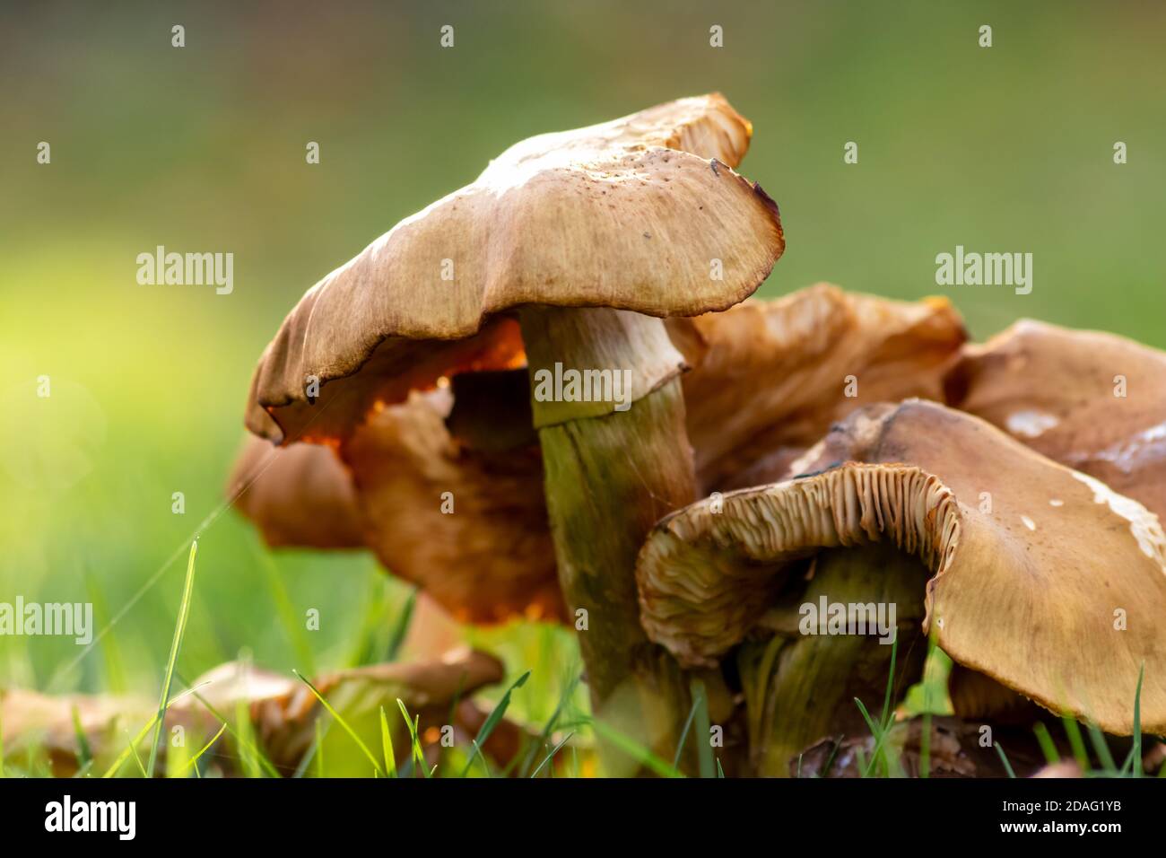 Big mushrooms in a forest found on mushrooming tour in autumn with brown foliage in backlight on the ground in mushroom season as delicious Stock Photo
