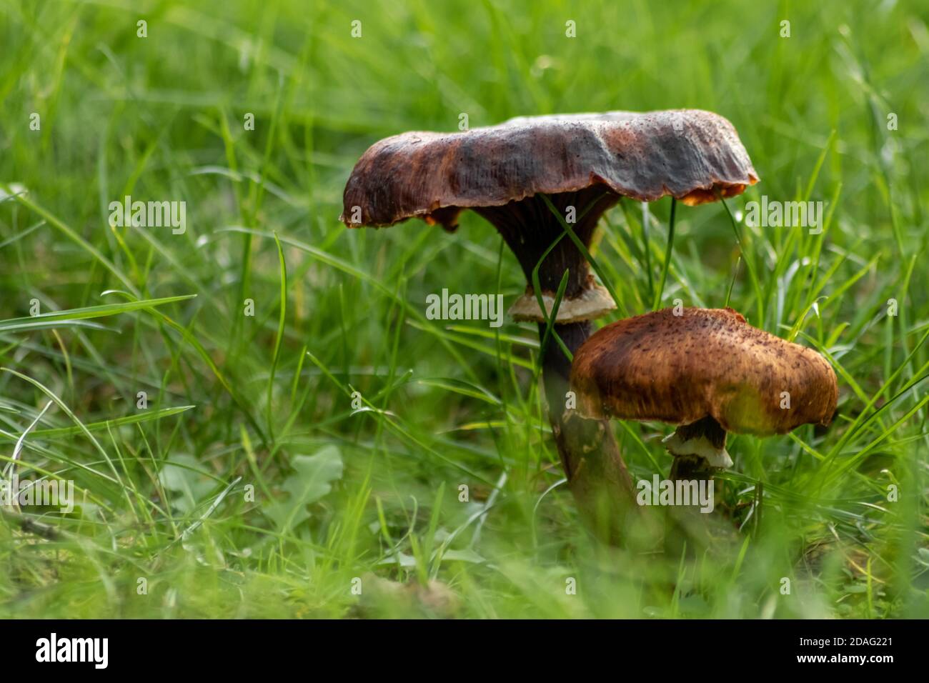 Big mushrooms in a forest found on mushrooming tour in autumn with brown foliage in backlight on the ground in mushroom season as delicious Stock Photo