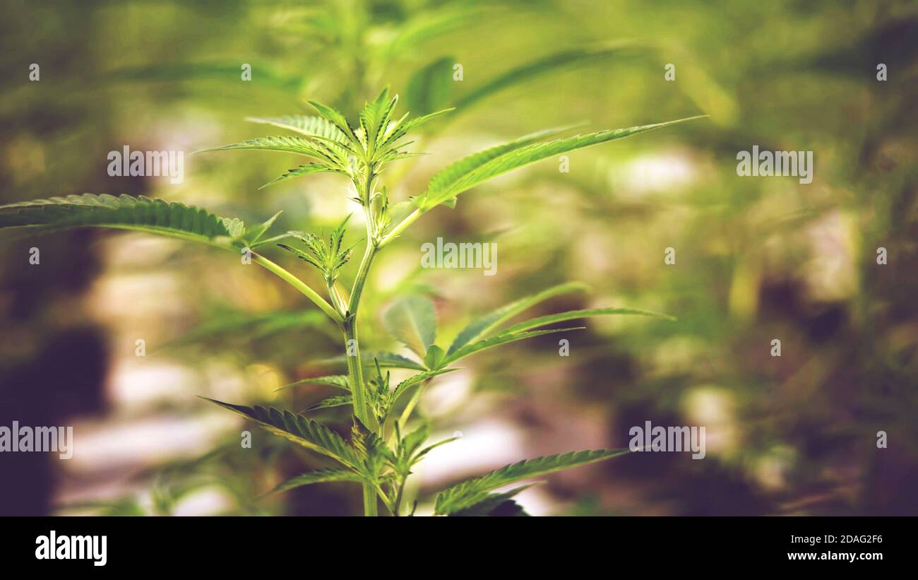 Marijuana leaves, cannabis plant in farm, background. Stock Photo