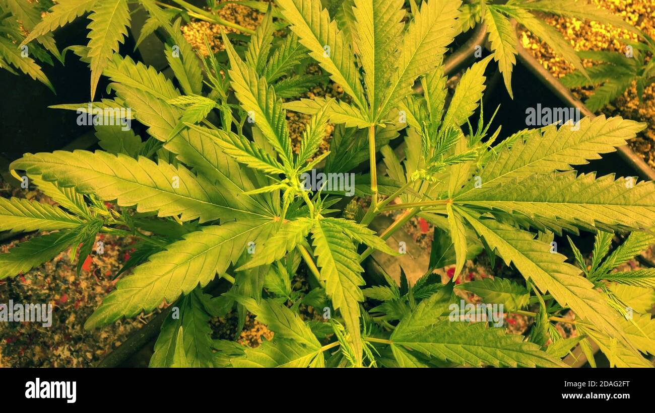 Marijuana Plant with Leafy Bud at Cannabis Farm close up. Stock Photo