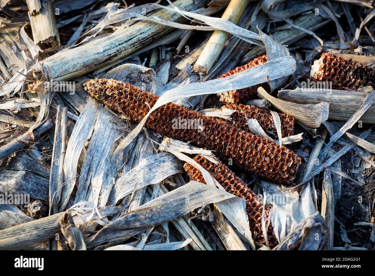 dry corn cobs on leafs - abstract natural backgriund Stock Photo