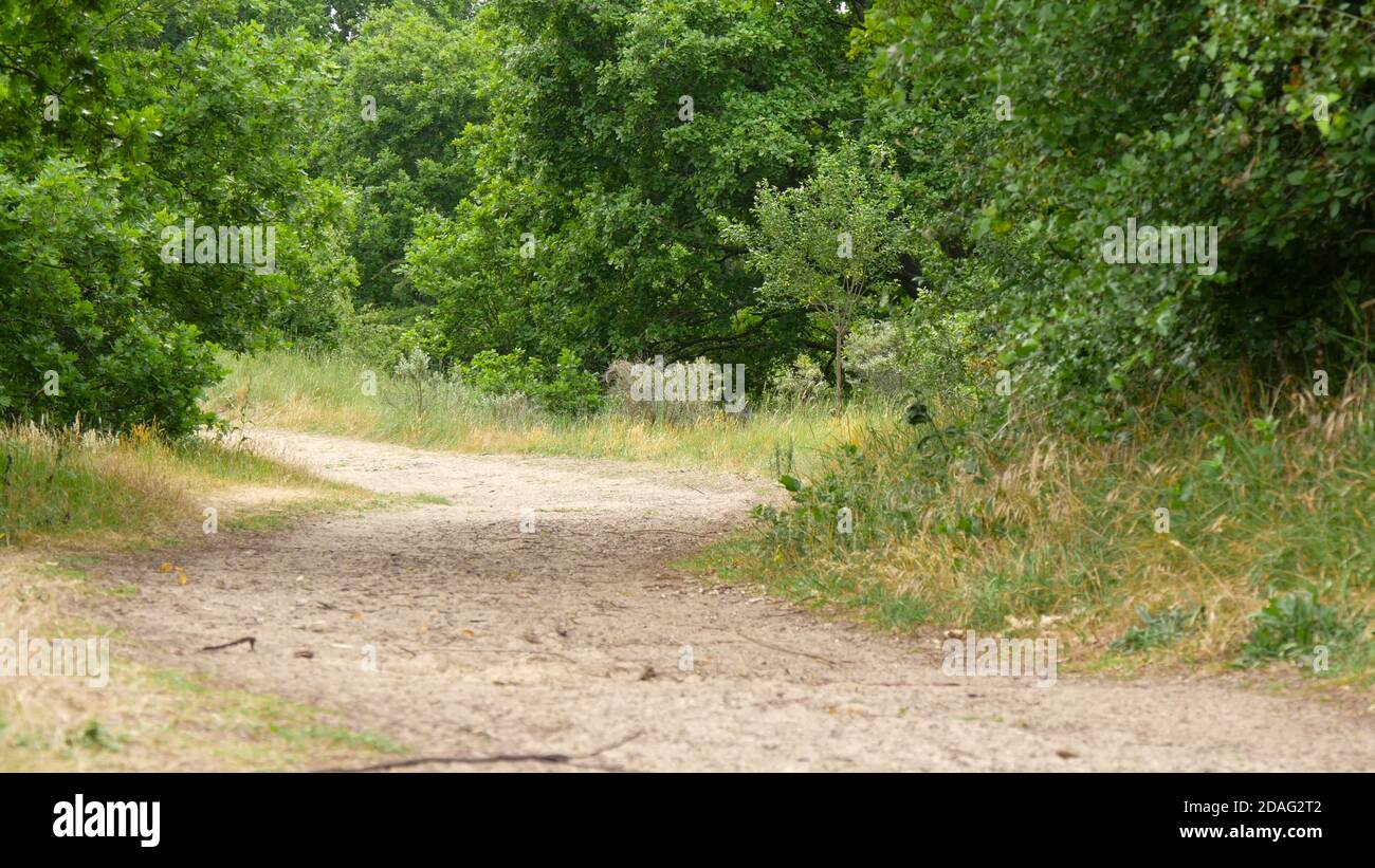 road in the forest between trees, soil path Stock Photo