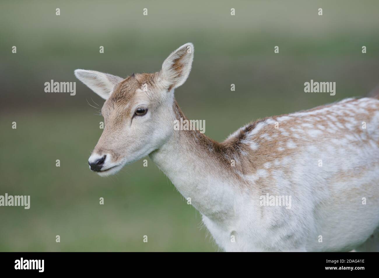 Richmond Park, London, UK. 12th November 2020. Rutting season in Richmond Park. Rutting season is between September and early November in the UK. Close up of a female deer. Andrew Steven Graham/Alamy Live News Stock Photo
