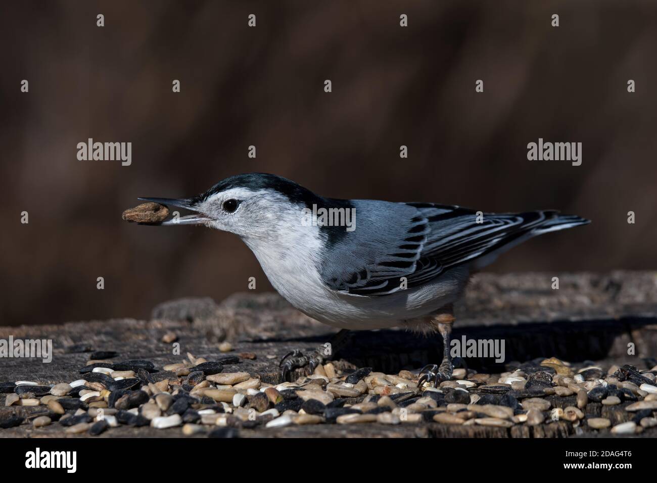 White-breasted nuthatch with seed while feeding on tree stump. It is a small songbird of the nuthatch family common across much of North America. Stock Photo