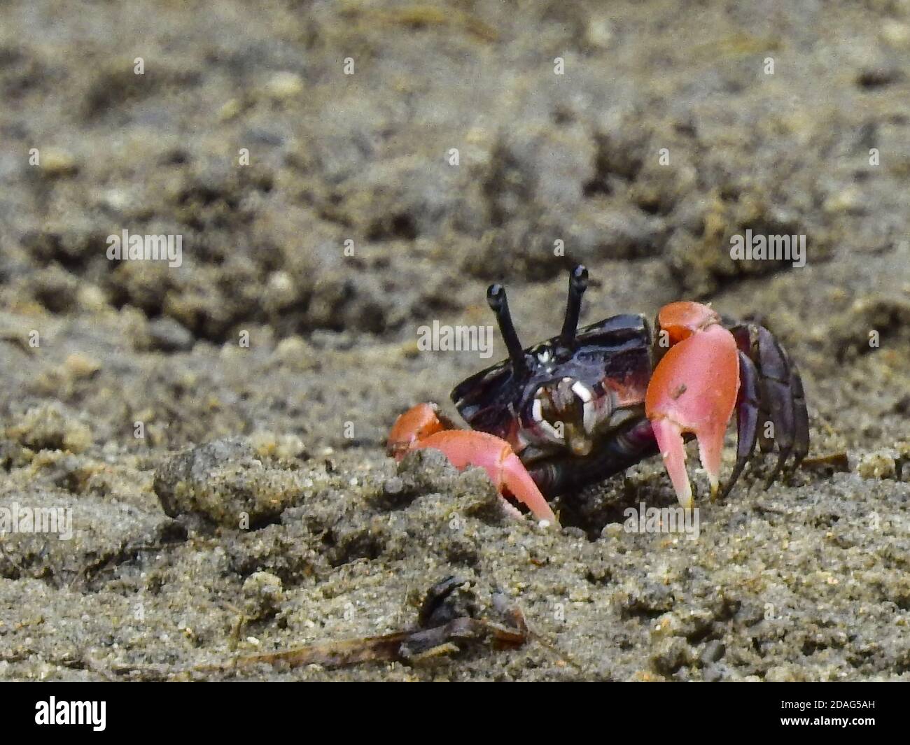 Closeup of a red-clawed fiddler crab on the wet sand Stock Photo