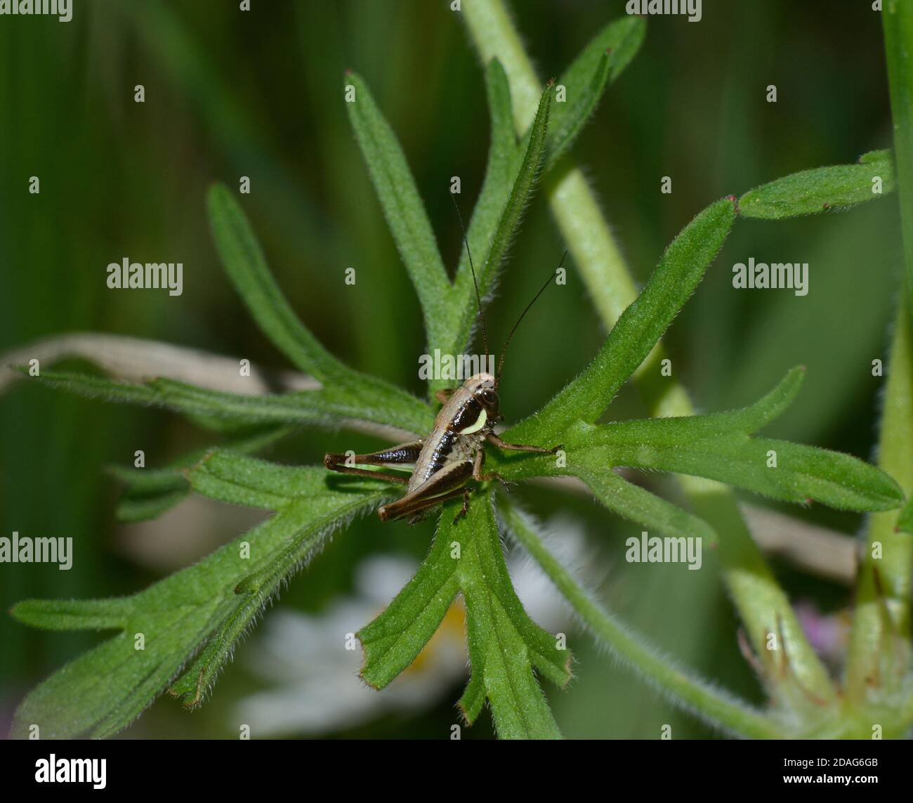 Cricket animal hi-res stock photography and images - Alamy