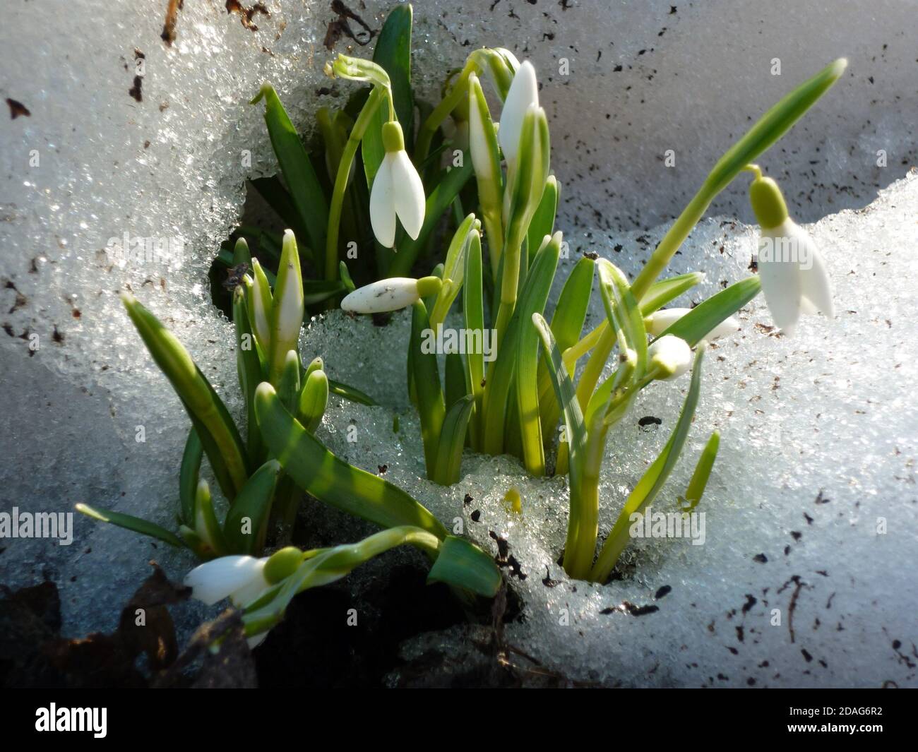 a widely cultivated bulbous European plant that bears drooping white