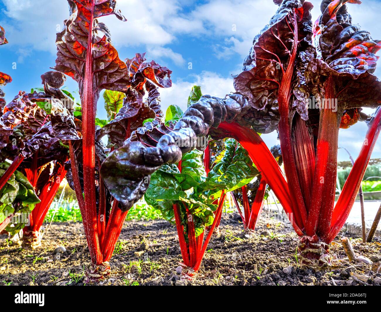 Rhubarb Chard Beta vulgaris subsp.cicla var. flavescens 'Rhubarb Chard' 'Swiss Chard' growing in vegetable garden Edible red stems & leaves, blue sky behind Stock Photo