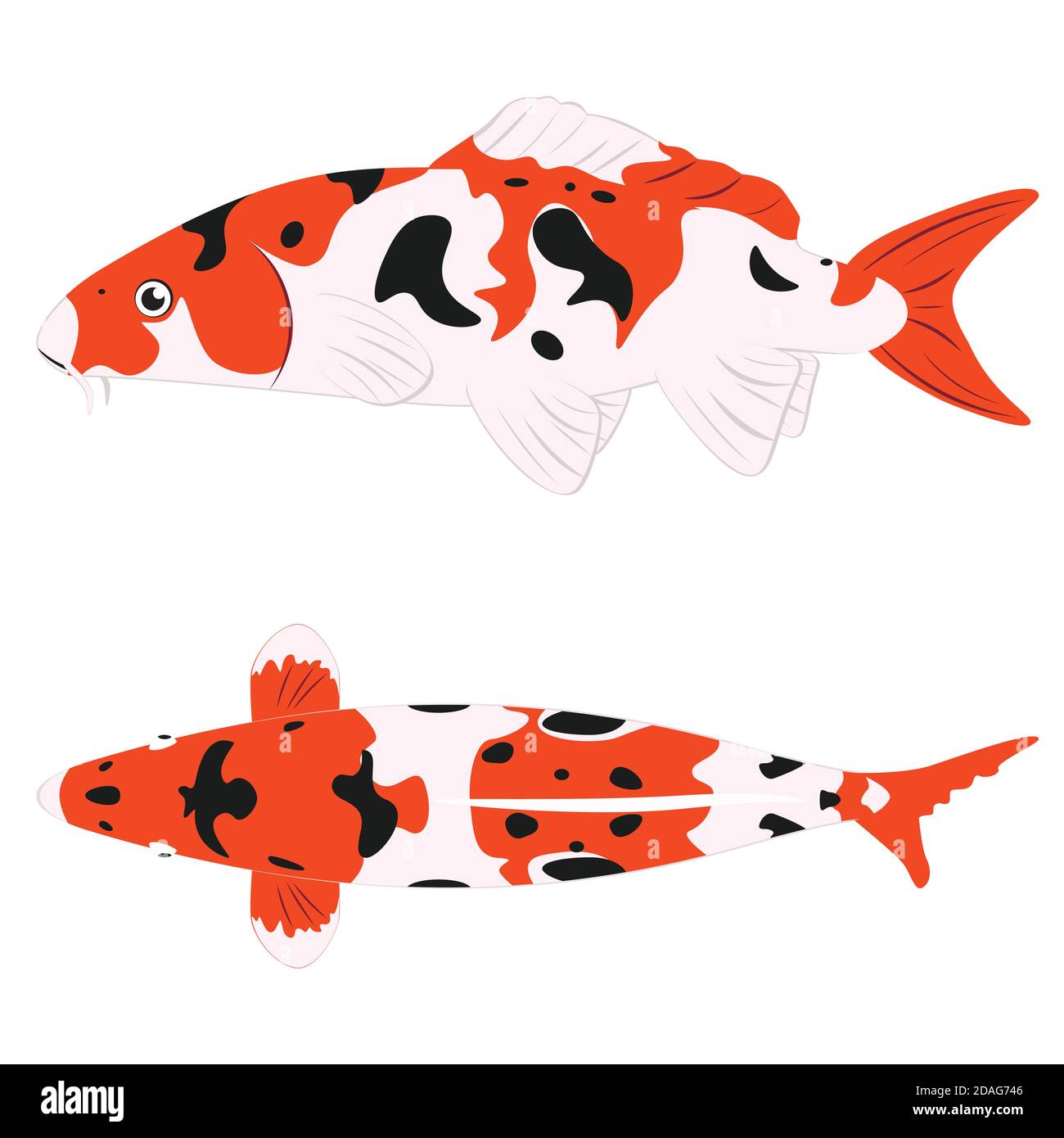 Decorative orange japanese fish koi carp illustration Stock Vector