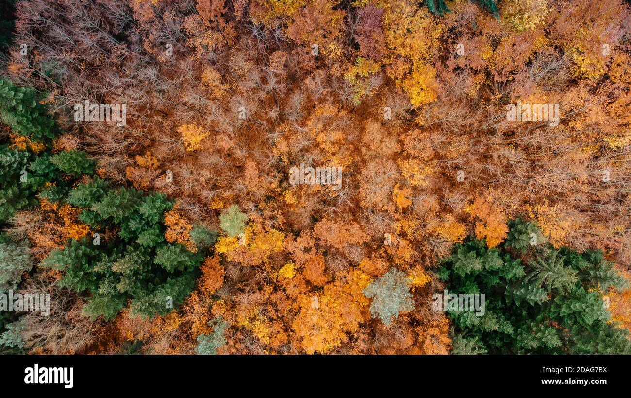 Fall forest landscape view from above. Colorful nature background. Autumn forest aerial drone view.Idyllic fall scenery from a birds eye view.Trees wi Stock Photo