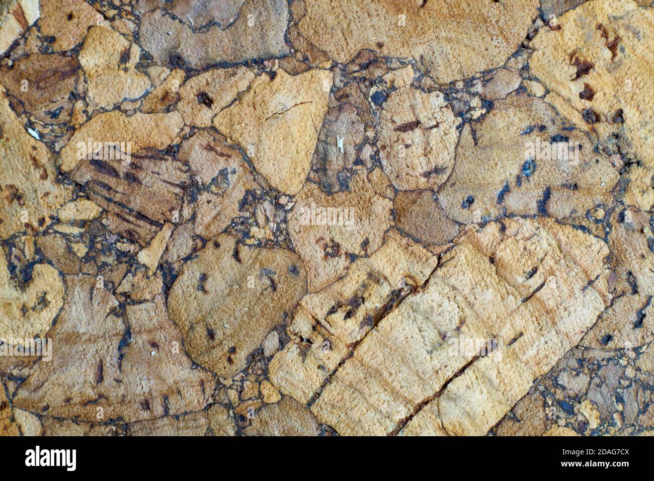 texture of pressed wood cork Stock Photo