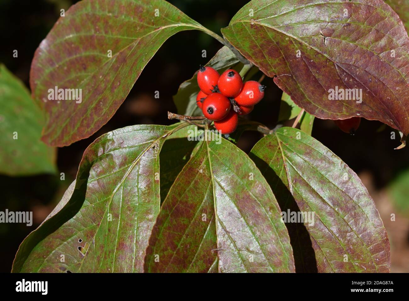 The Berries and leaves of a Dogwood Tree Stock Photo Alamy