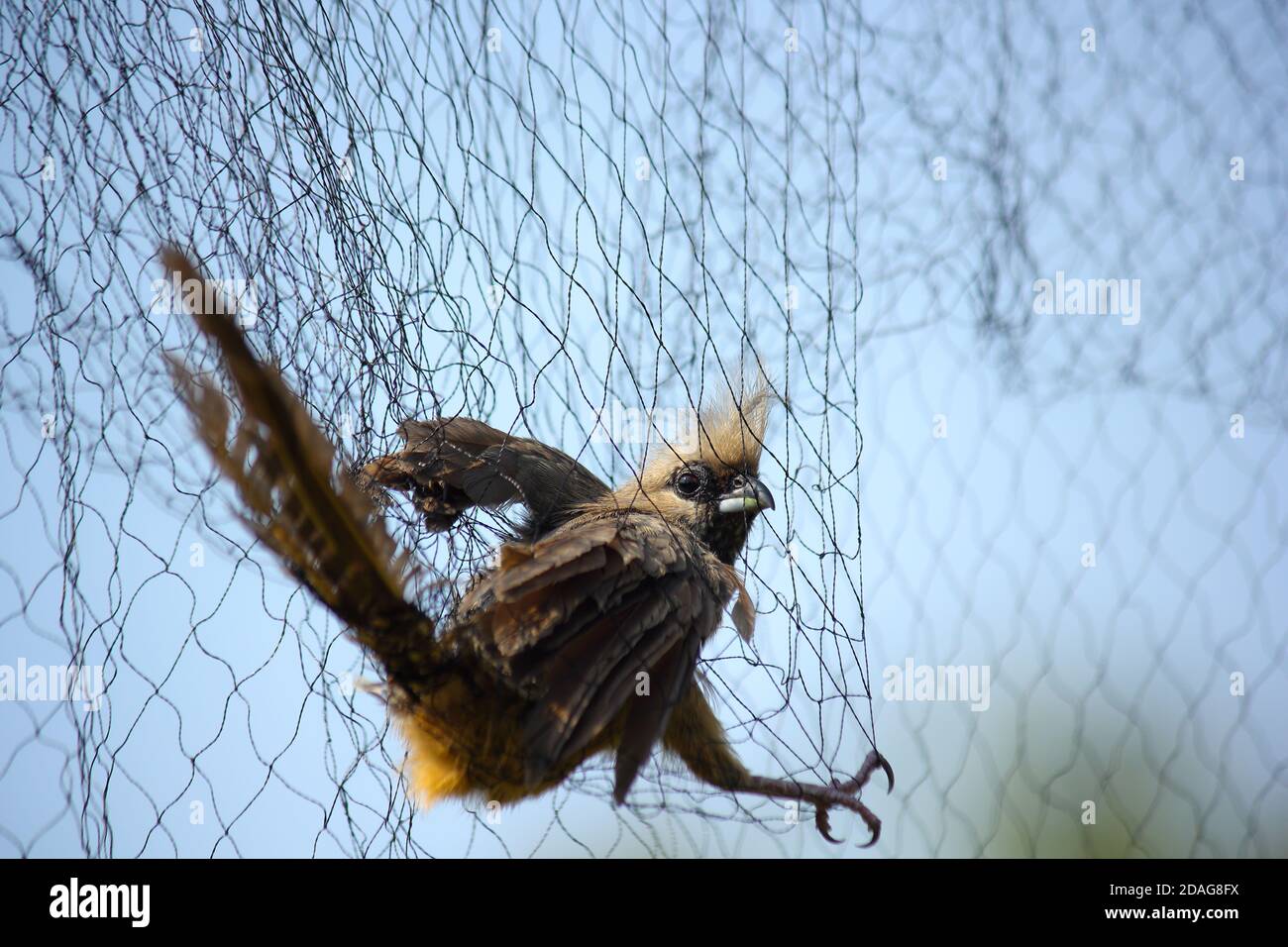 Speckled Mousebird Caught In Birding Net (Colius striatus) Stock Photo