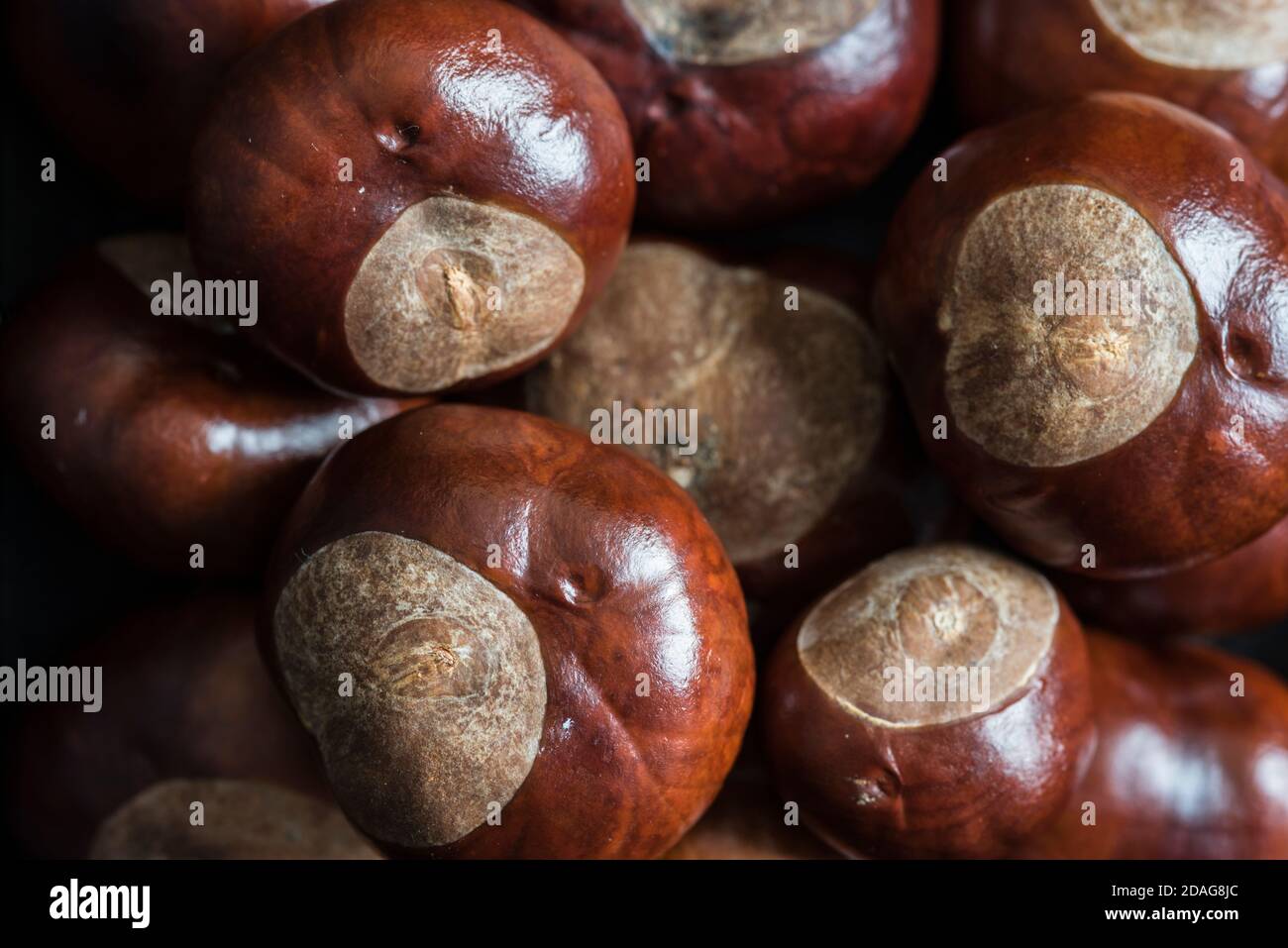 Conkers, the seeds/nuts of the Horse-chestnut (Aesculus hippocastanum ...