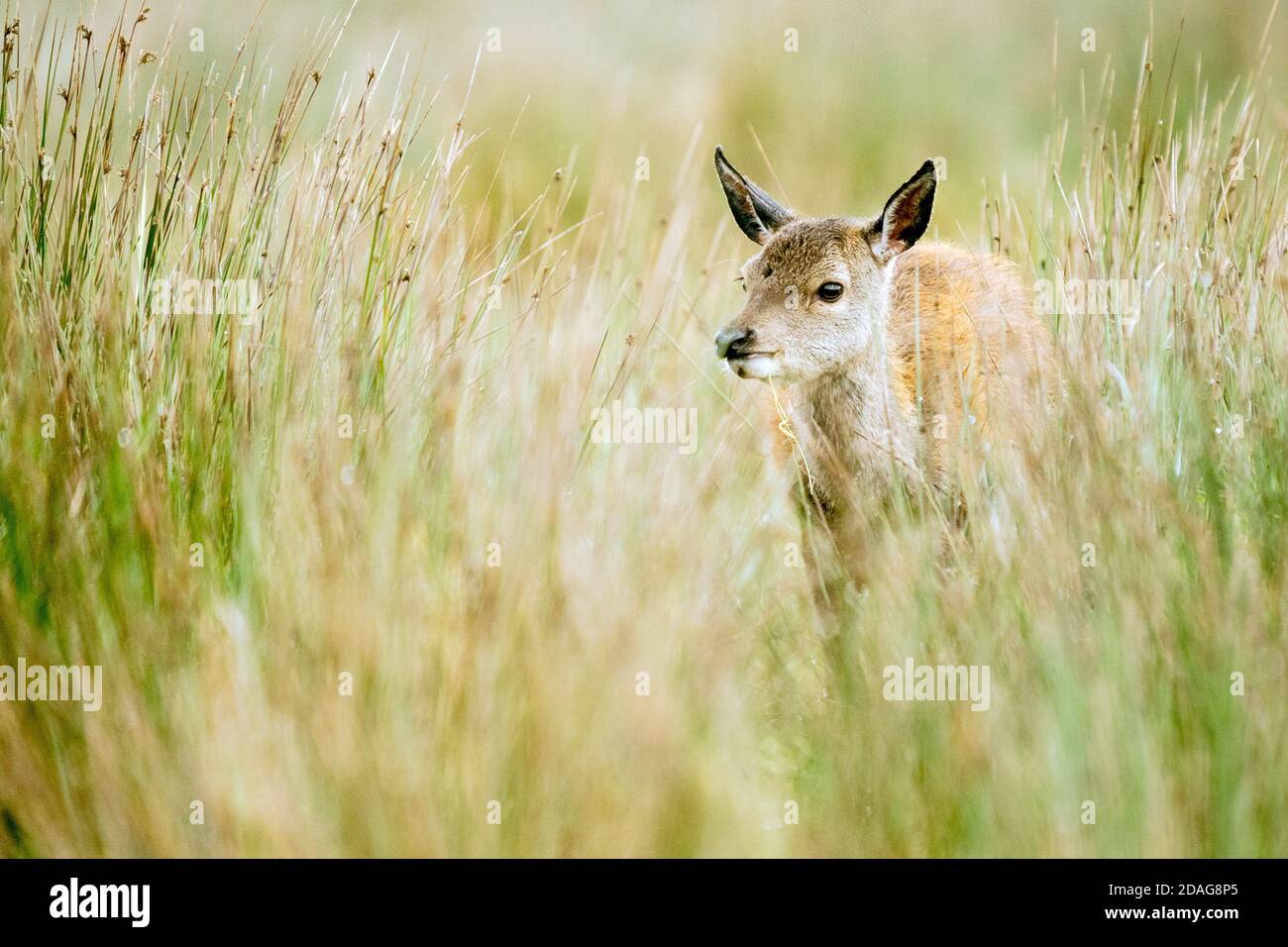 red deer hind in long grass Stock Photo