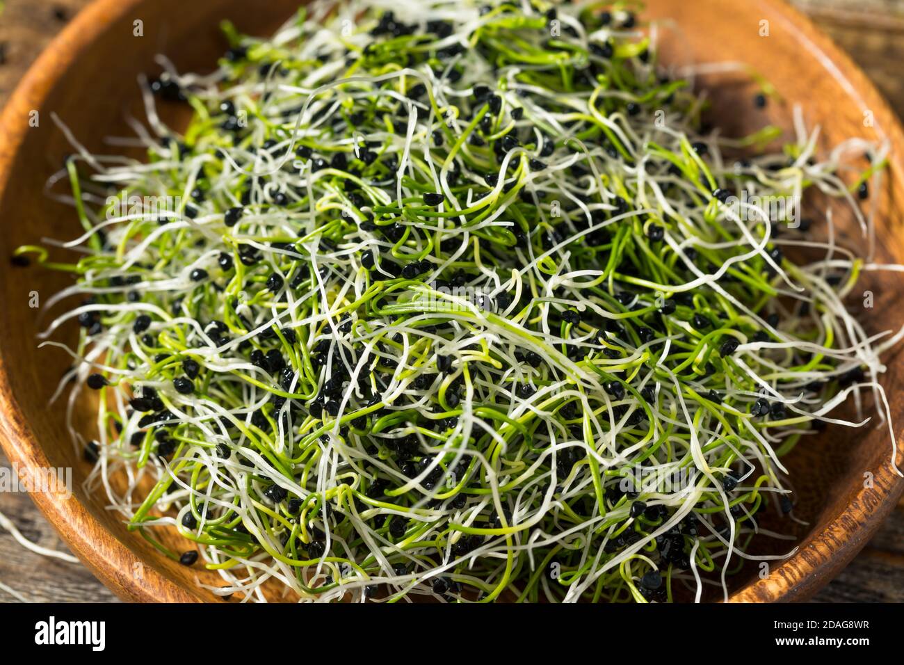 Raw Green Organic Onion Sprouts Ready to Eat Stock Photo Alamy