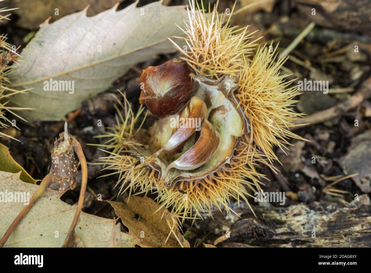 Nuts of Sweet Chestnut (Castanea sativa) Stock Photo