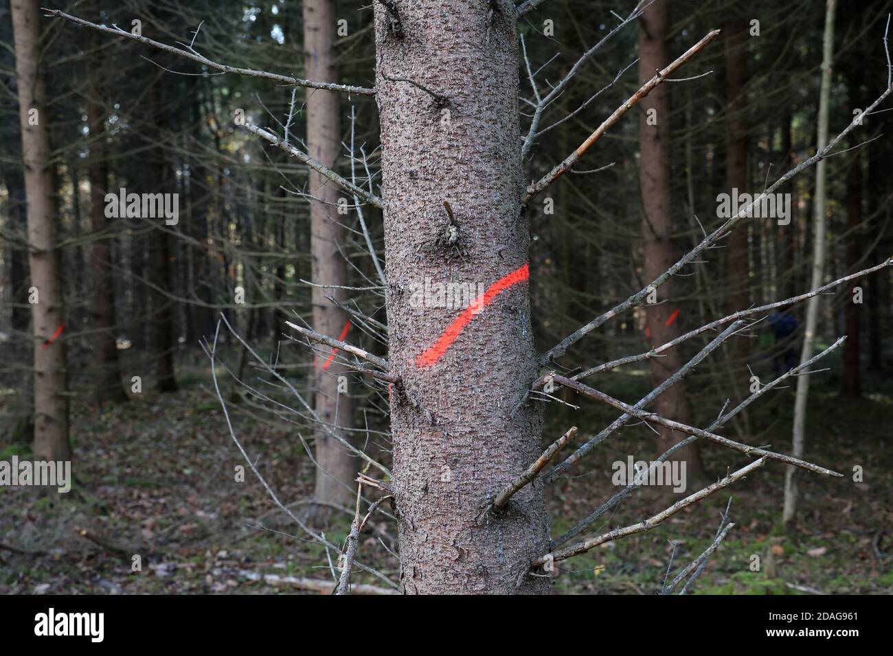 Sick trees are marked with paint and must be cut down Stock Photo