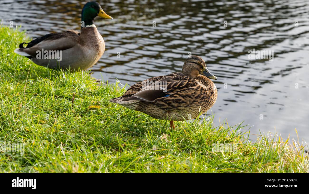 Male and female mallard duck pair on riverbank, Union Canal, Edinburgh, Scotland, UK Stock Photo