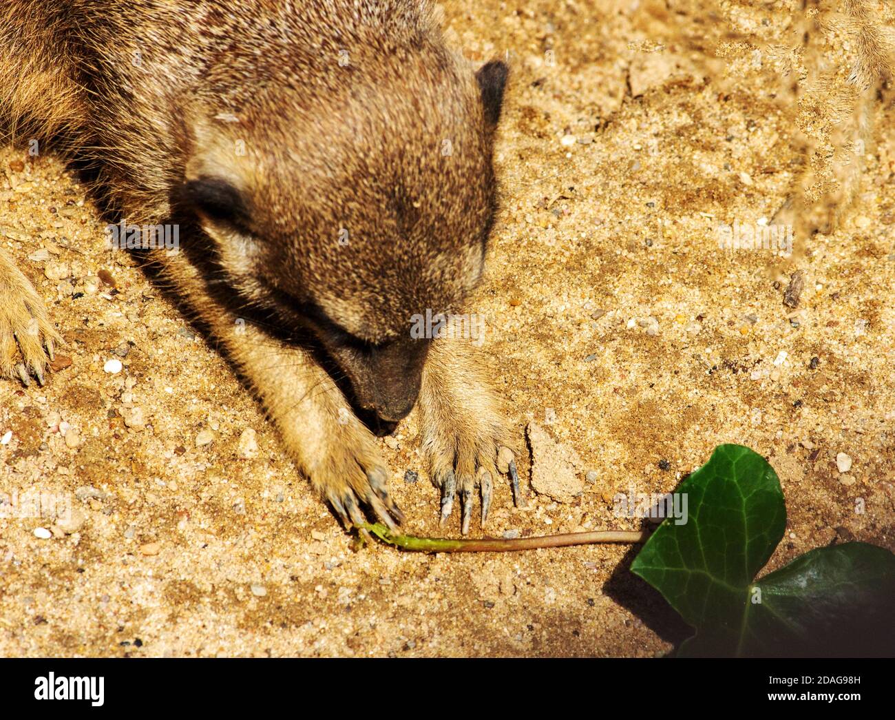 The meerkat or suricate is a small mongoose found in southern Africa, latin Suricata suricatta Stock Photo