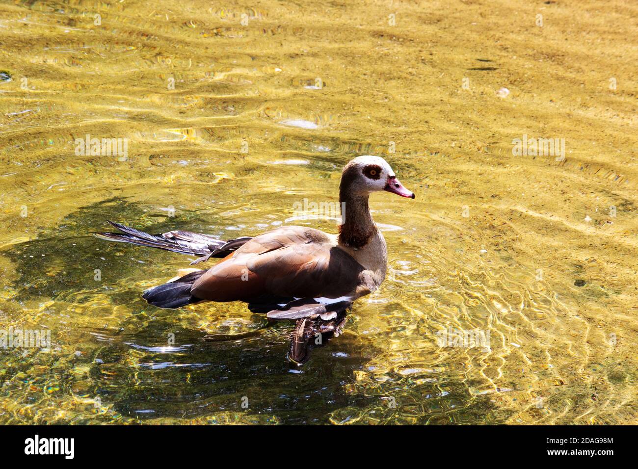 Side view of a swimming Egyptian goose, Latin alopochen aegyptiaca Stock Photo