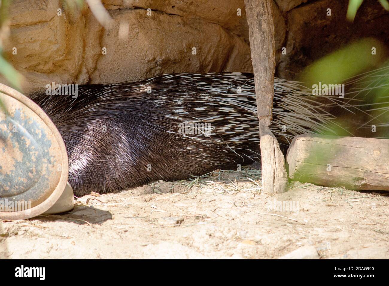 The Indian crested porcupine, Hystrix indica, is a hystricomorph rodent species native to southern Asia and the Middle East. Stock Photo