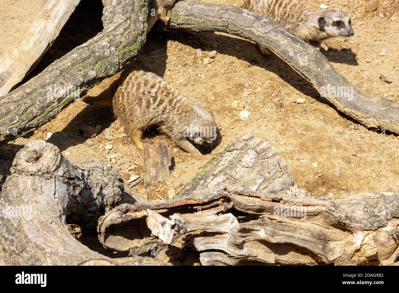 Picture of a meerkat digging a new passage, latin Suricata suricatta Stock Photo