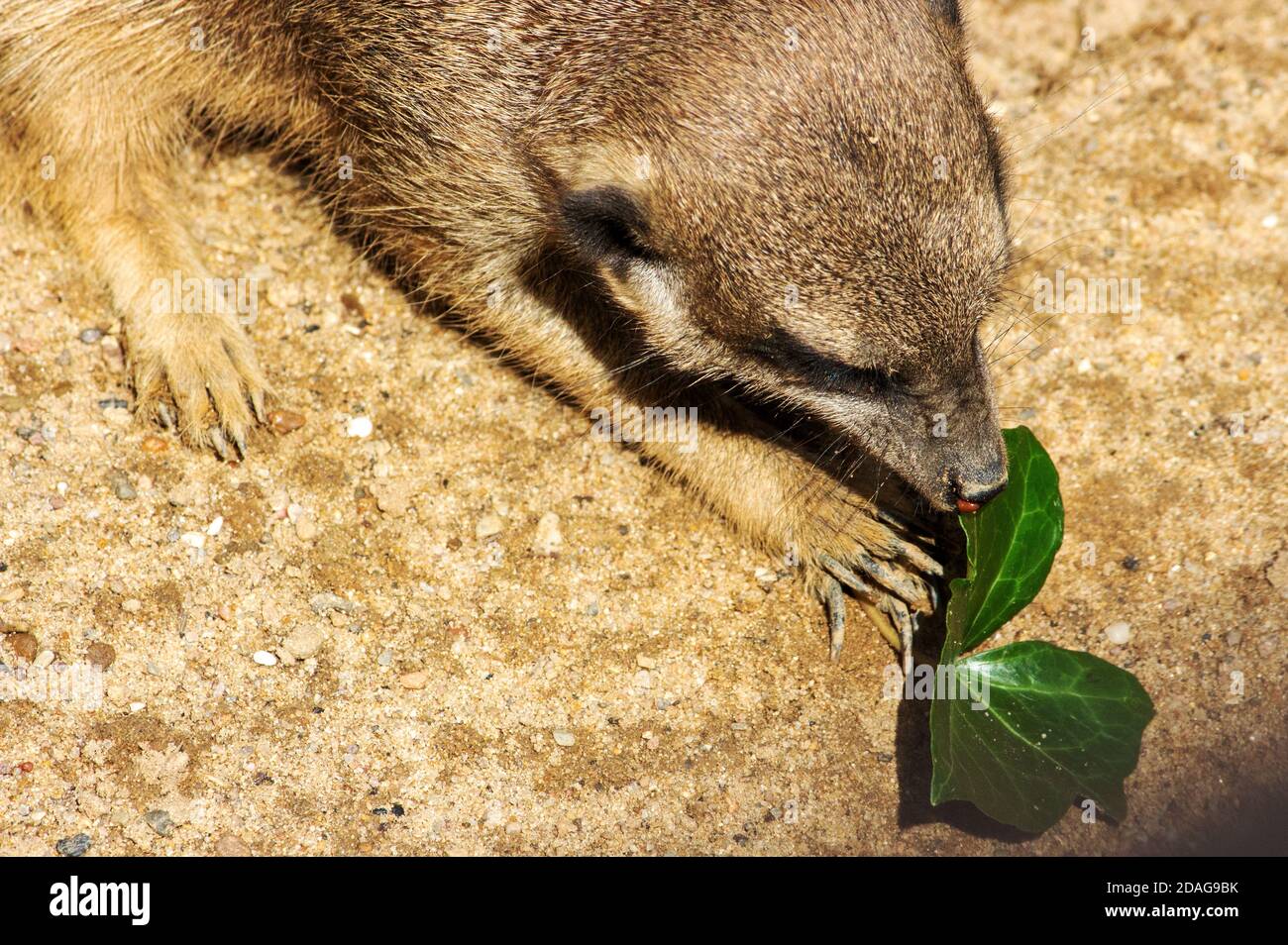 Image of a meerkat curiously examining a leaf, Suricata suricatta Stock Photo