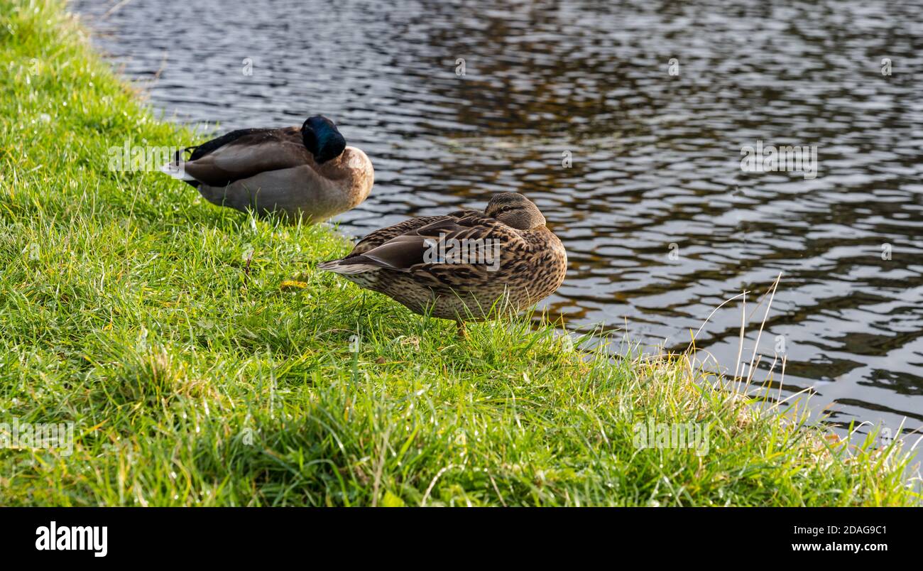 Sleeping male and female mallard duck pair on riverbank, Union Canal, Edinburgh, Scotland, UK Stock Photo