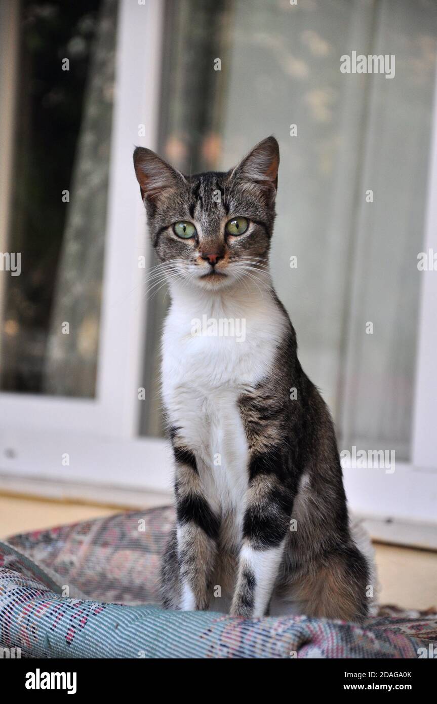 a majestic pet cat Stock Photo