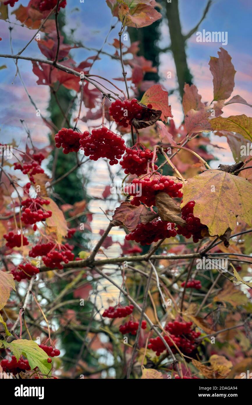 Guelder Rose (Viburnum opulus) berries in hedgerow, autumn Stock Photo