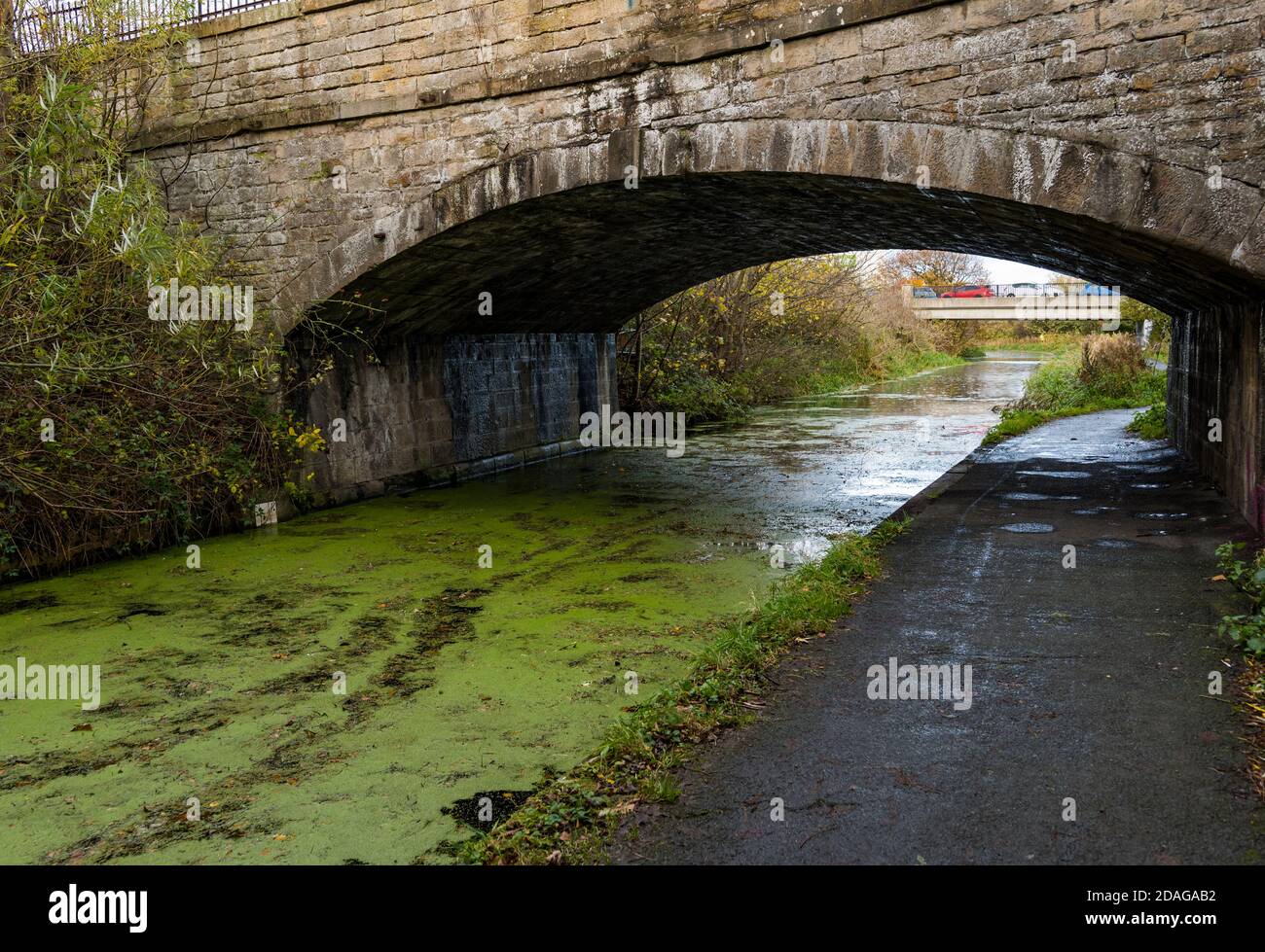 Duckweeds (Lemnoideae), water lentils, or water lenses on water surface, Union Canal, Edinburgh, Scotland, UK Stock Photo