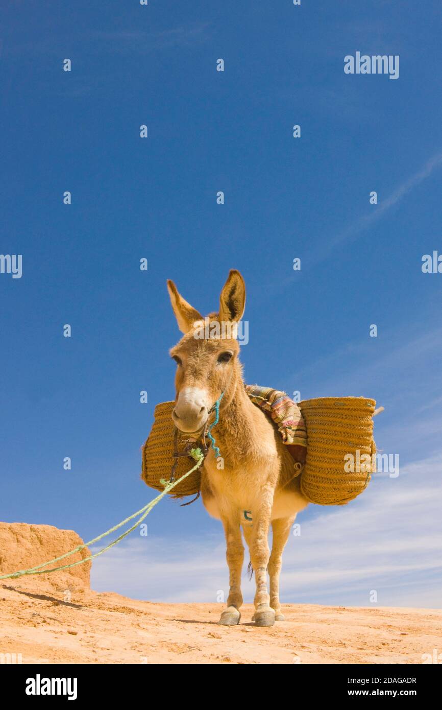 Donkey carrying baskets, Matmata, Tunisia Stock Photo