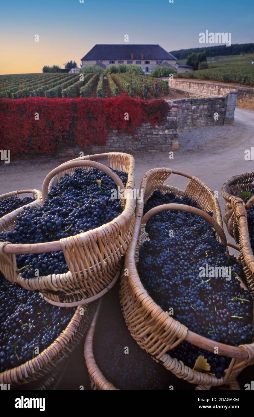 Basket baskets burgundy burgundian grape harvest hi-res stock photography  and images - Alamy