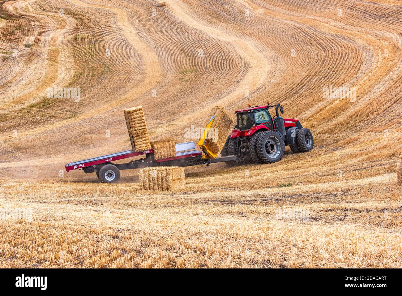 CaseIH tractor picking up large rectangular bales of straw on the hills