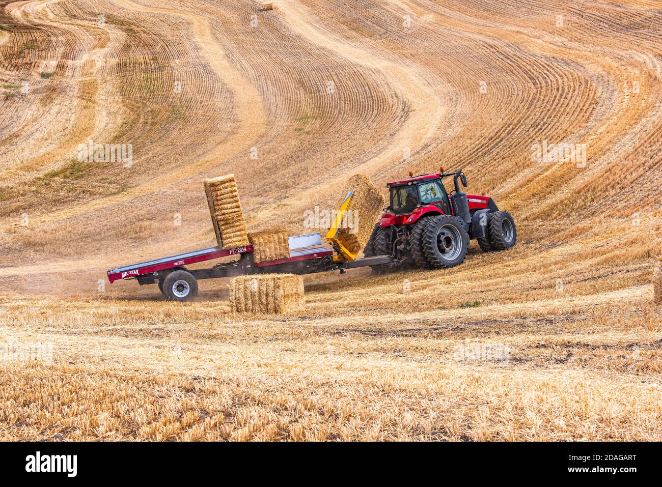 CaseIH tractor picking up large rectangular bales of straw on the hills of the Palouse region of Eastern Washington Stock Photo