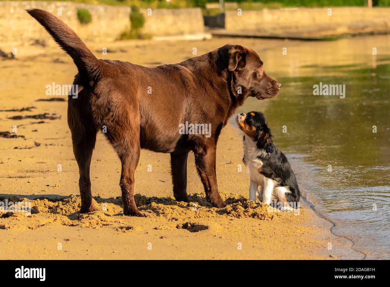 A dog cavalier king charles, a cute puppy playing on the beach with a