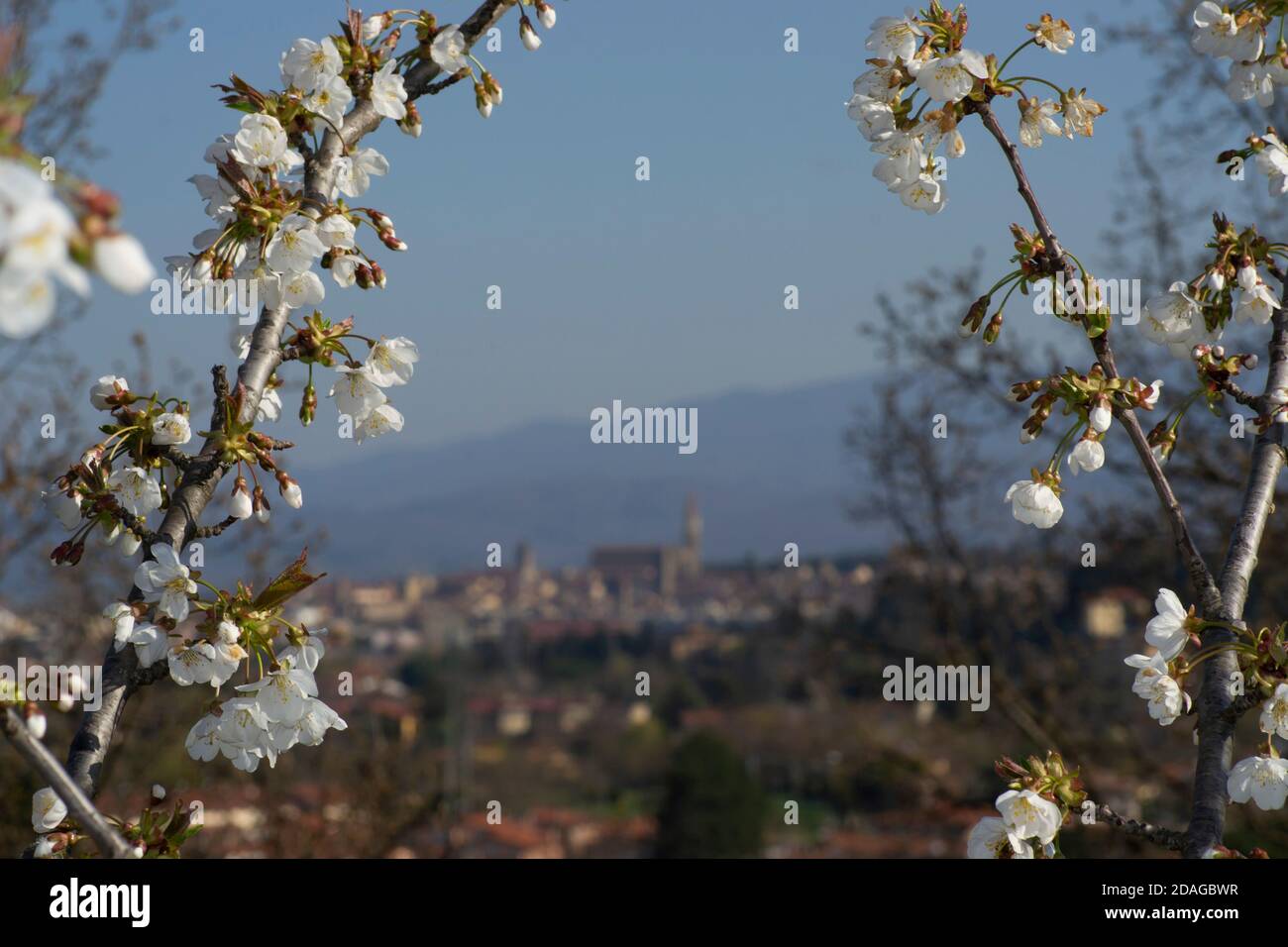 white cherry blossom of a branch in Tuscany region with Arezzo