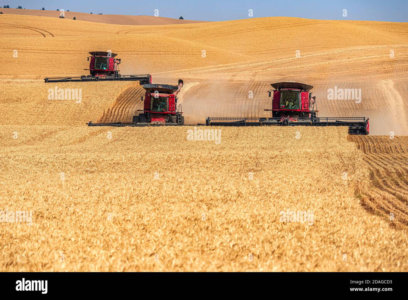 Multiple self leveling combines harvesting wheat in the hills of the ...